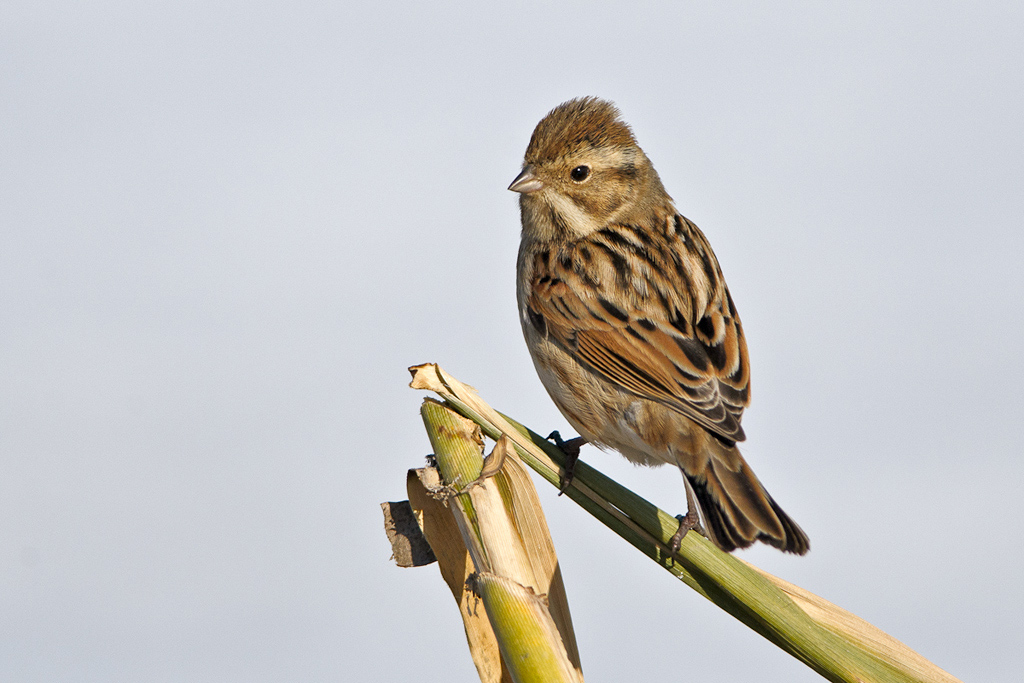 MIGLIARINO DI PALUDE Emberiza schoeniclus